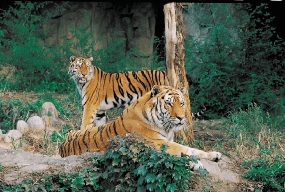 نمور التاميل Tiger 