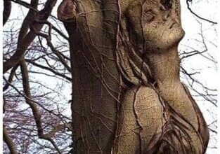 أشياؤك السمراء 1469831 10152026345847225 1683696128 n 313x220 - أشياؤك السمراء