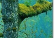 السجيـن 601994 10151980100952225 722597600 n scaled 218x150 - السجيـن