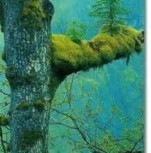 فراش محظور فراش محظور