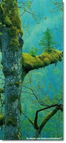 فراش محظور فراش محظور