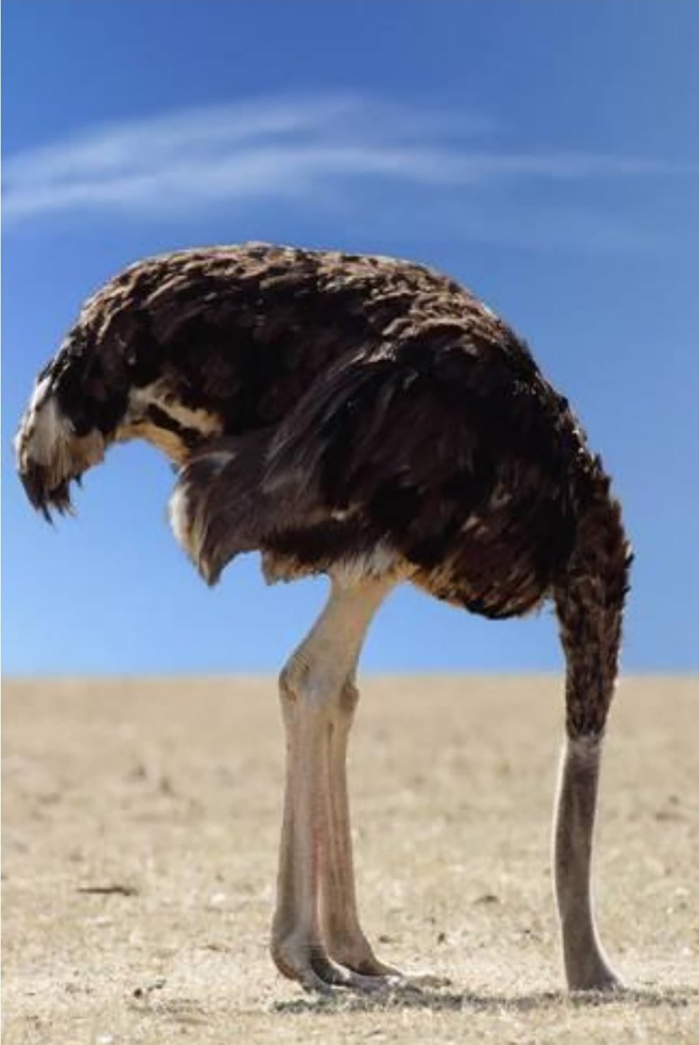 النعامة ostrich 