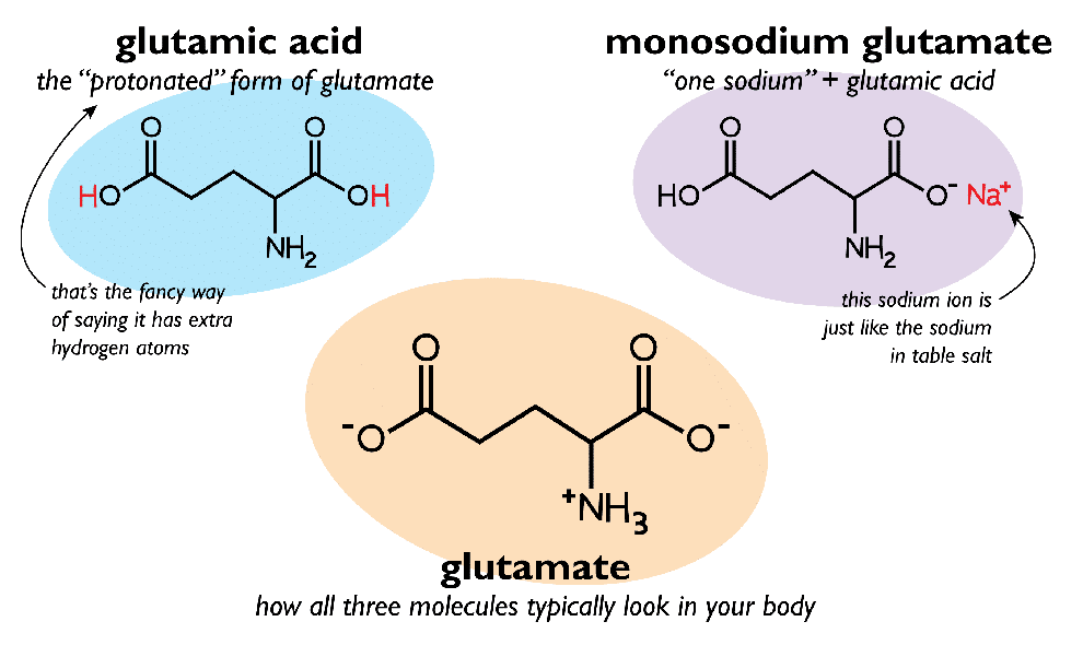 Molecule2 min - أومامي الطعم اللذيذ Umami